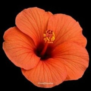 Meet your Posher, Karpagam